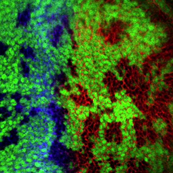 Immunofluorescent (IF) image of Drosophila wing discs labeled with DSHB antibodies Smoothened (20C6) (red) and 2A1 against Cubitus interruptus, Ci (blue). PMID: 39402333, Fig. EV3C.